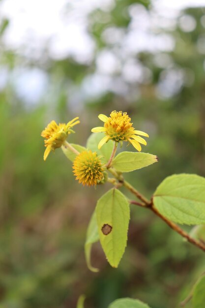 Een gele bloem met een groen blad waarop 'wild' staat
