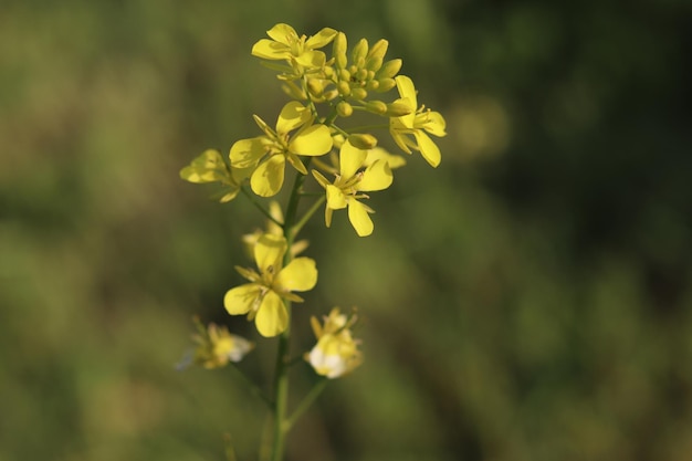 Een gele bloem met een groene achtergrond