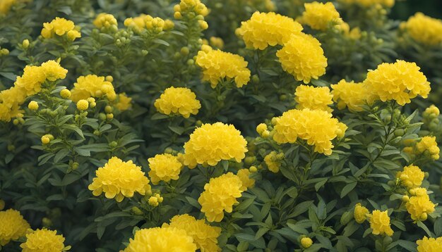 een gele bloem met een groene achtergrond