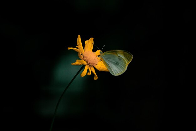 Een gele bloem met een vlinder erop