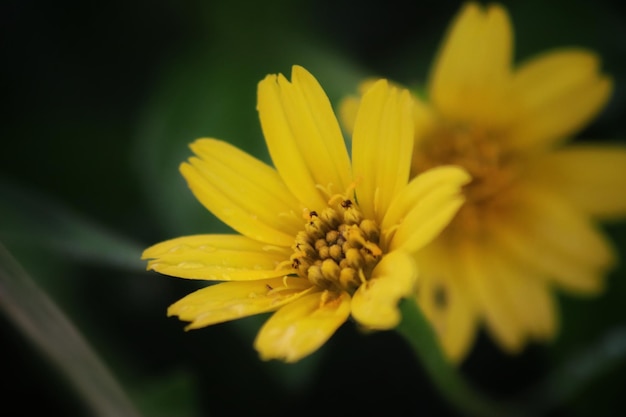 Een gele bloem met een zwarte punt erop.