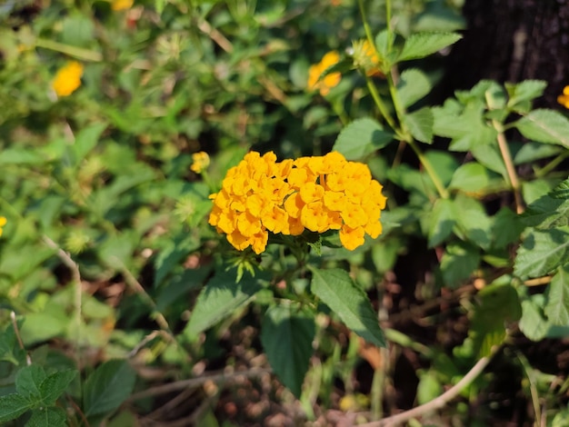 Een gele bloem met het woord vlinder erop