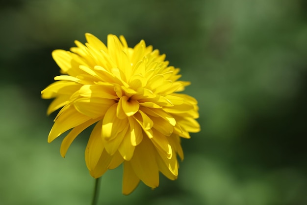 Een gele bloem met kleine bloemblaadjes