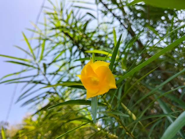 Een gele bloem staat op de voorgrond van een groene plant.