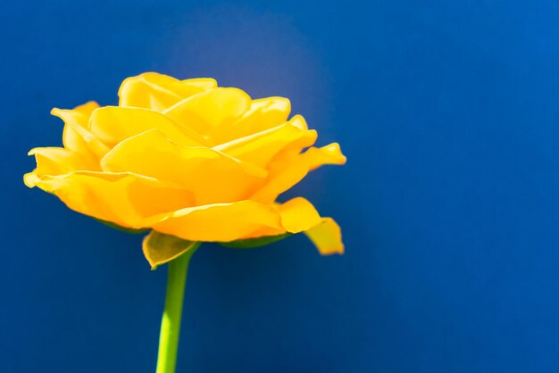 Een gele bloem tegen een blauwe achtergrond