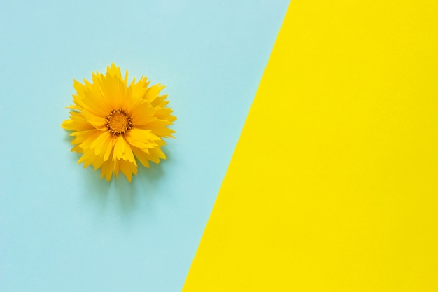 Een gele Coreopsis-bloem op blauwe en gele document achtergrond Minimale stijl