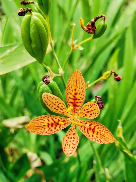 een gele en rode bloem met groene bladeren