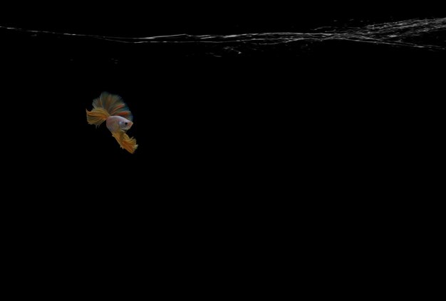 Een gele Halfmoon-vechtvis zwemt en draait met zwarte achtergrond