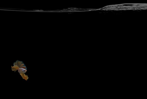 Een gele Halfmoon-vechtvis zwemt en draait met zwarte achtergrond