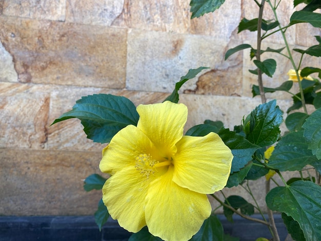 Een gele hibiscusbloem zit in een pot op een stenen muur.