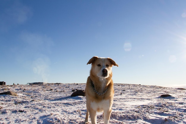 Een gele Labrador-hond die op sneeuw staat in een koud arctisch landschap