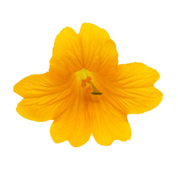Foto een gele mooie bloem geïsoleerd op een witte achtergrond