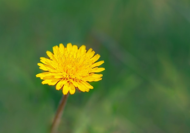 Een gele paardebloem in de wei op een groene achtergrond met kopieerruimte