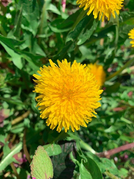 Een gele paardebloem staat in een grasveld en heeft een klein gaatje in het midden