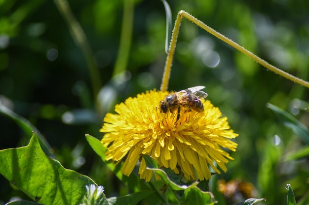 Een gele paardenbloem in een weiland wordt bestoven door een bij