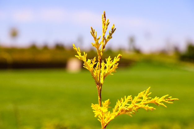 Een gele plant met een groen veld op de achtergrond