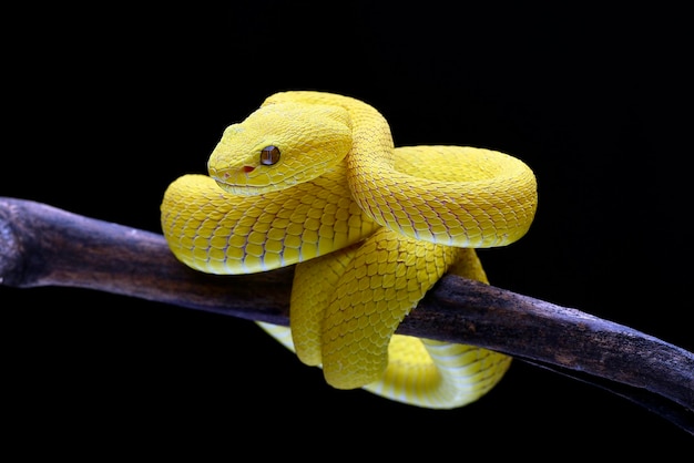 Een gele slang op een tak