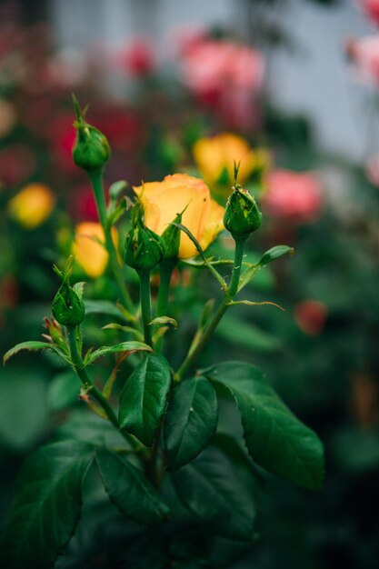 Een gele tuinroos op een struik in een zomertuin Sappige, heldergroene onscherpe achtergrond Schoonheid zit in de natuur Rozenknoppen