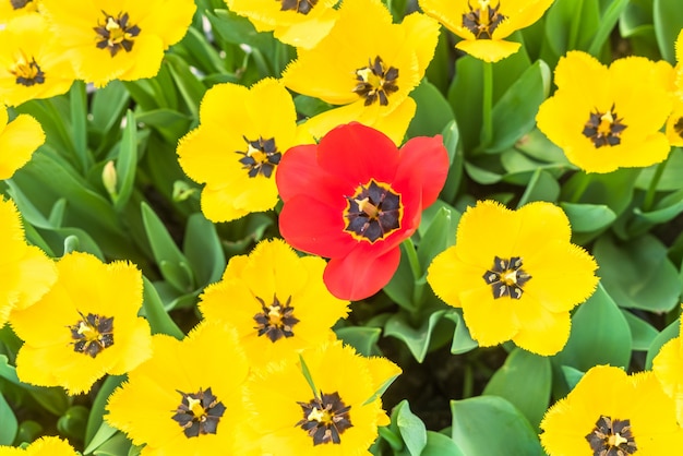 Foto een gele tulp en een rode tulp