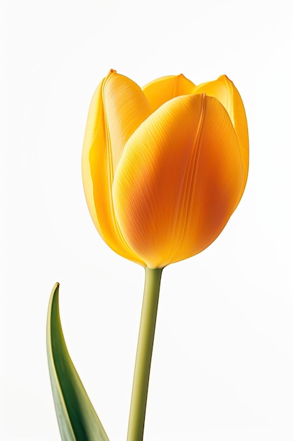 Een gele tulp met een groene steel en een groen blad.