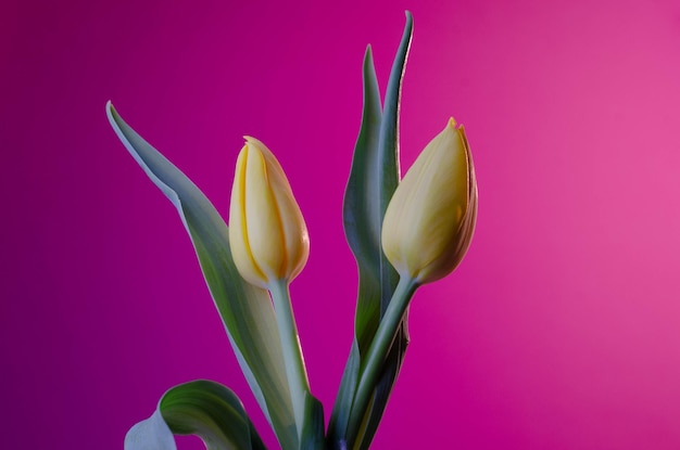 Een gele tulp staat voor een roze achtergrond.