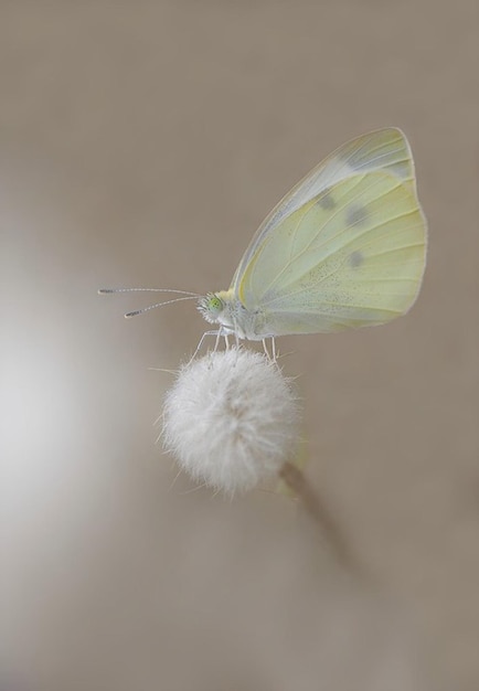 een gele vlinder is op een paardenbloem