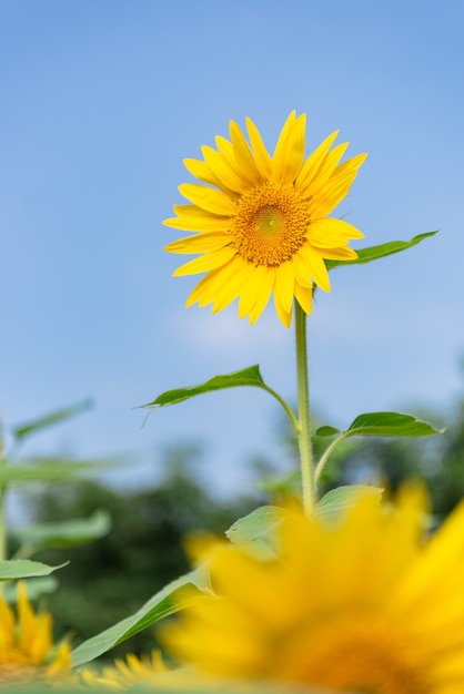 Een gele zonnebloem in volle bloei onder de blauwe lucht