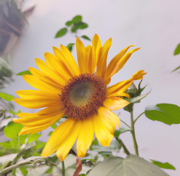 Een gele zonnebloem met groene bladeren en een bruine vlek in het midden.