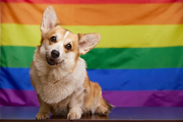 Een gelukkige corgi-hond zit en glimlacht zoet voor een regenboog LGBT-vlag