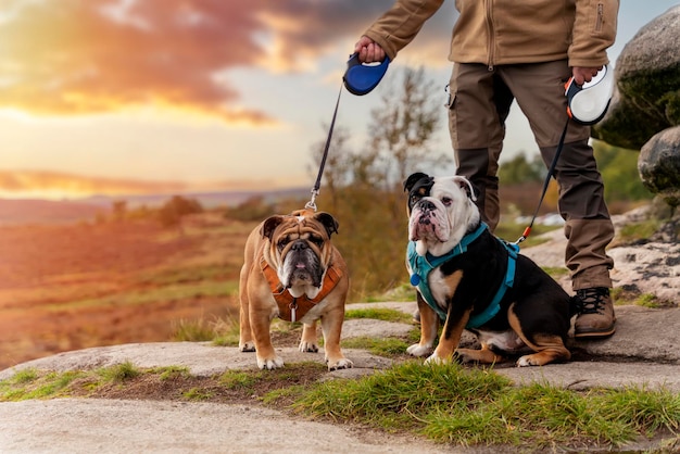 Een gelukkige gepensioneerde met Engelse buldoggen die gaan wandelen in het Peak District Vrije tijd na pensionering