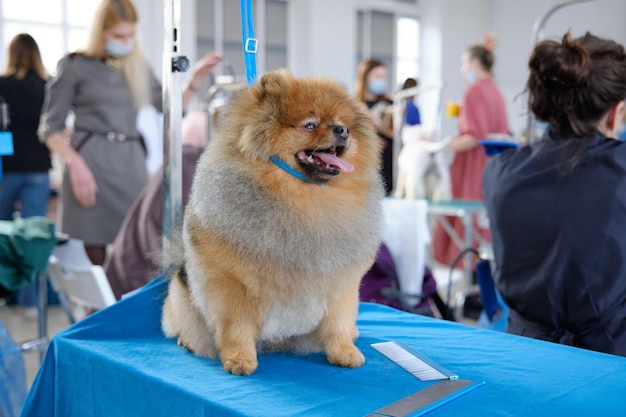 Een gelukkige Pommerse hond zit op een tafel na een stamboomkapsel in een schoonheidssalon voor honden