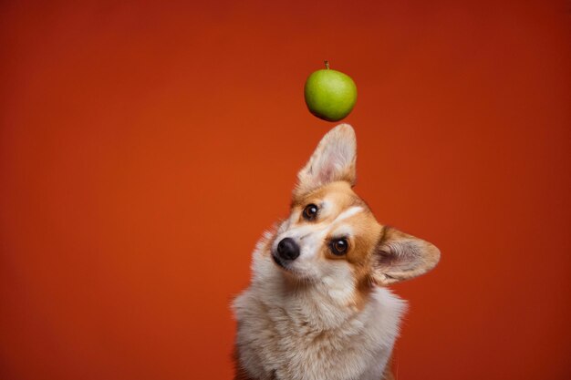 Een gelukkige Welsh Corgi Pembroke-hond en een bungelende groene appel, geïsoleerd op een oranje achtergrond.