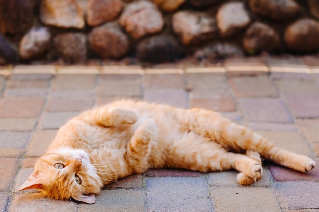 Een gemberkat ligt buiten op zijn rug en geniet van een zonnige zomerdag