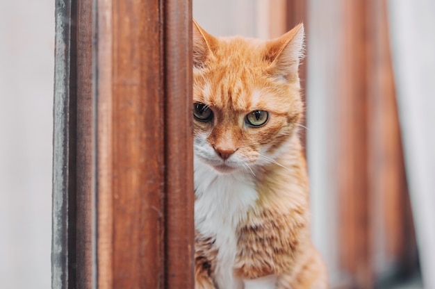 Een gemberkat zit op het raam en kijkt naar de camera. portret.