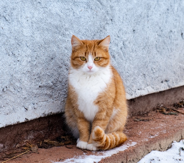 Een gemberkat zit op straat bij een grijze muur en kijkt naar de camera.