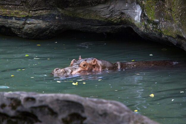 Een gemeenschappelijk nijlpaard neemt een bad in het water van het meer van de natuur. Hippo zwemt in een vijver. Hippopotamus amphibius is een semi-aquatisch zoogdier van Afrika. Familie Nijlpaarden