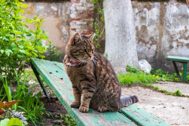 Een geslagen oude straatkat zonder oog, Dakloze verwilderde kat met verminkingen