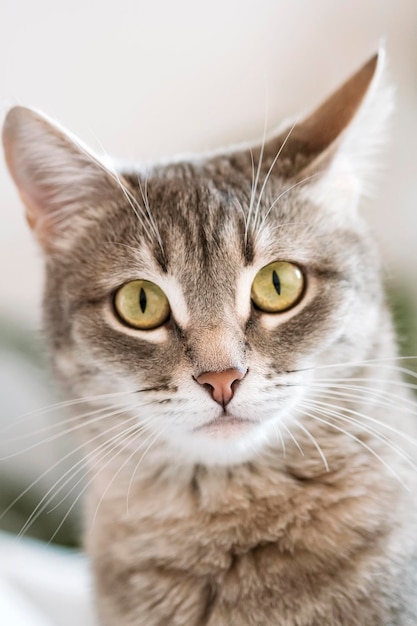 Foto een gestreepte grijze kat met gele ogen een huiskat zit op een grijs bed de kat in het interieur van het huis