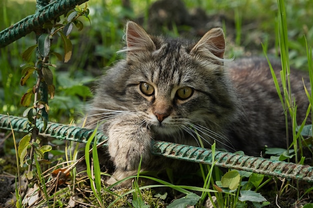 Foto een gestreepte jonge kat met verbaasde ogen in de tuin