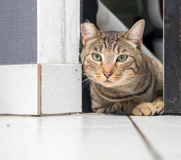 Een gestreepte kat gluurt achter de deur vandaan nieuwsgierige kattenjager