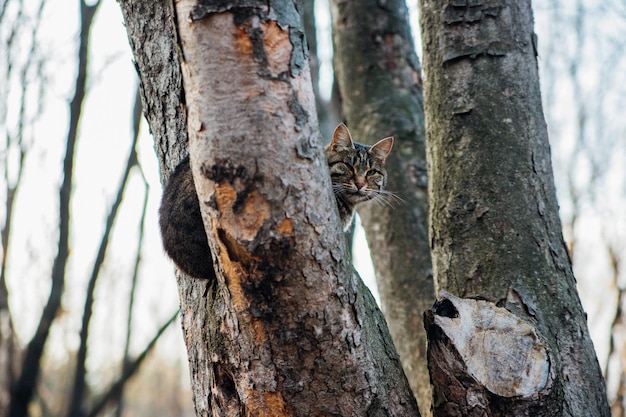 Een gestreepte kat klom in een hoge boom in het park. koud herfstseizoen.
