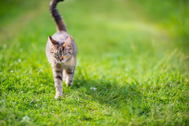 Een gestreepte kat loopt op een groen gazon op het platteland op een zonnige zomerdag Een mooi huisdier