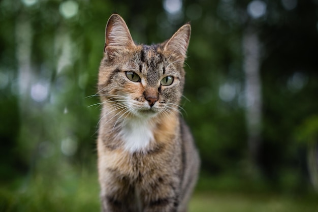 Een gestreepte kat loopt op een groen gazon op het platteland op een zonnige zomerdag Een mooi huisdier