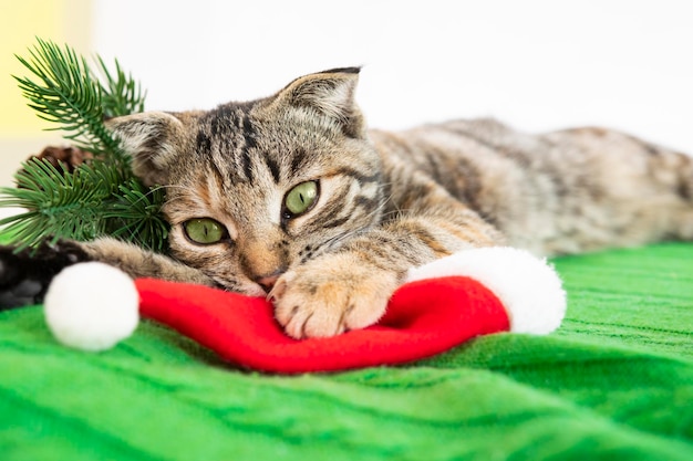 Een gestreepte kat met groene ogen ligt op een gekleurde deken en speelt met een rode kerstmuts