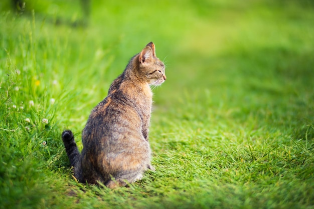 Een gestreepte kat zit en kijkt in de verte op het platteland op een zonnige zomerdag Een mooi huisdier