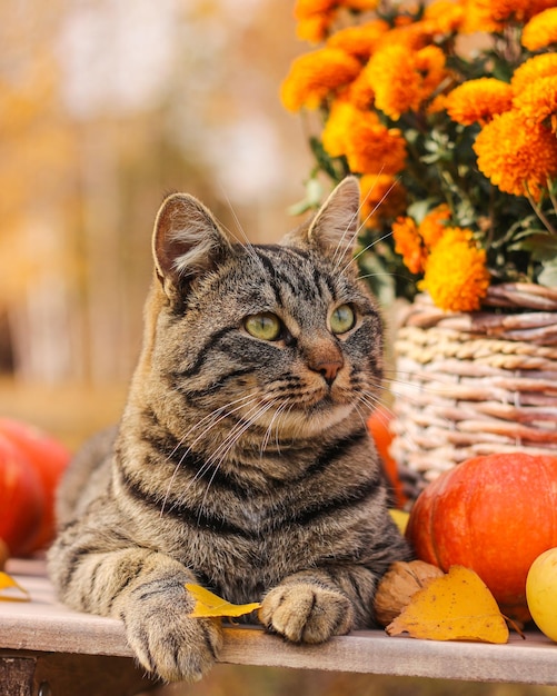 Een gestreepte kat zit op een tafel tussen pompoenen en een mand met herfstbloemen