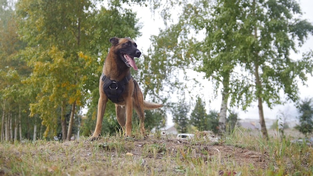 Een getrainde Duitse herdershond die op een veld naar rechts kijkt