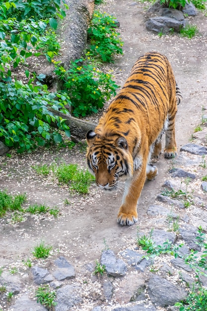 Een gevaarlijke grote tijger sluipt tussen het struikgewas. Tiger stalking prooi.