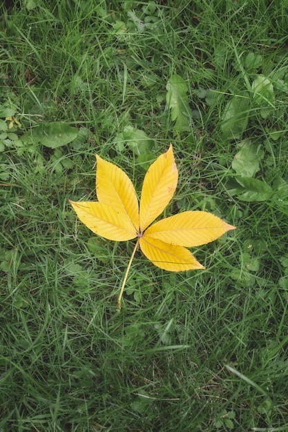 Een gevallen geel blad op een achtergrond van groen gras