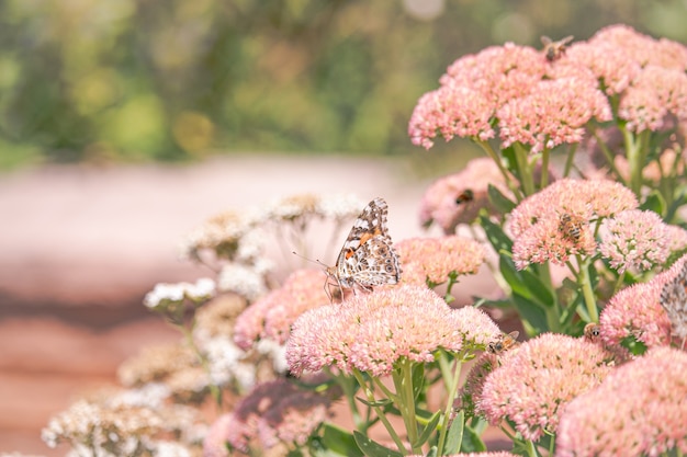 Een geverfde dame, cosmopolite (vanessa cardui) die 's ochtends nectar opzuigt van gele bloemen.